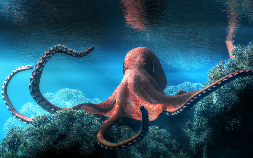 The deeper the octopus...
